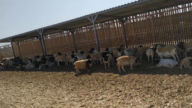 Dorper Sotiladi, Продаются Дорперы.