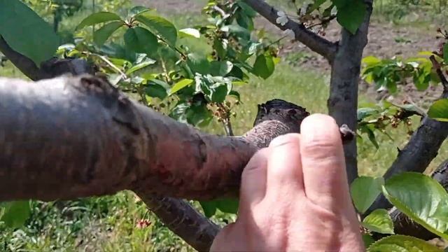 Рассаживаю помидоры,болтаю,планирую,убираю после прилетов! смотреть онлайн