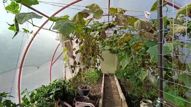 Обновляем газон 🌿Гость проверяет колеса😍🦗 Убрала огурцы 🥒Курицы и бройлеры🐤🐔Дом на Кубани🏡 смотреть онлайн