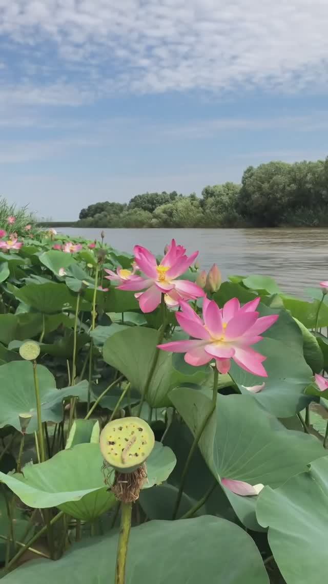 Лотосы, лотосные поля в Астраханской области
