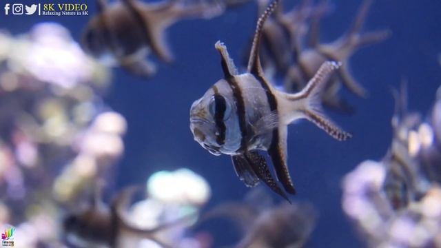 4K VIDEO (ULTRA HD) Beautiful Coral Reef Fish - Relaxing Sleep Meditation Music смотреть онлайн