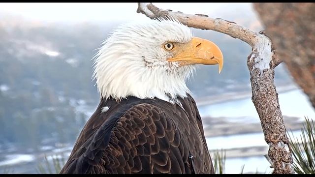 4-11-2020 Zoom In Of Jackie At Sunset😘 Pan Out ~ 🦅 Big Bear Eagles смотреть онлайн