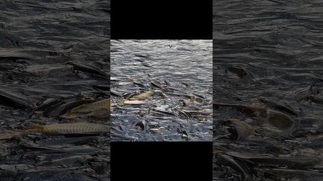 Голодные рыбы смотреть онлайн
