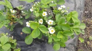 Три самых ШИКАРНЫХ вкусных и урожайных сорта клубники !!! Выращиваю сама и рекомендую вам .