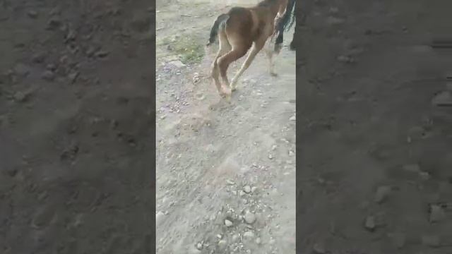 Флексорная деформация задних конечностей новорожденного жеребенка смотреть онлайн