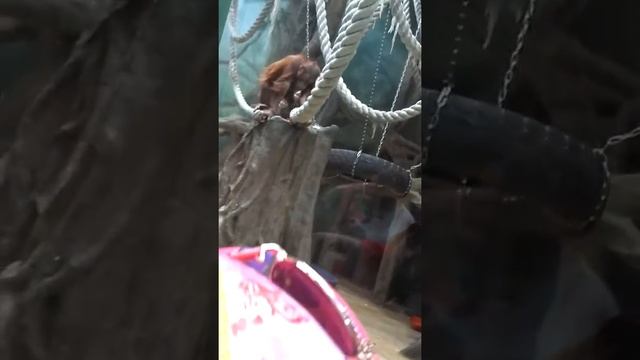 Птицы или животные(4) смотреть онлайн