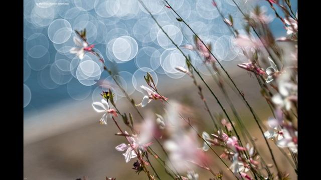 TTArtisan 100mm F2.8 Soap Bubble Bokeh Lens