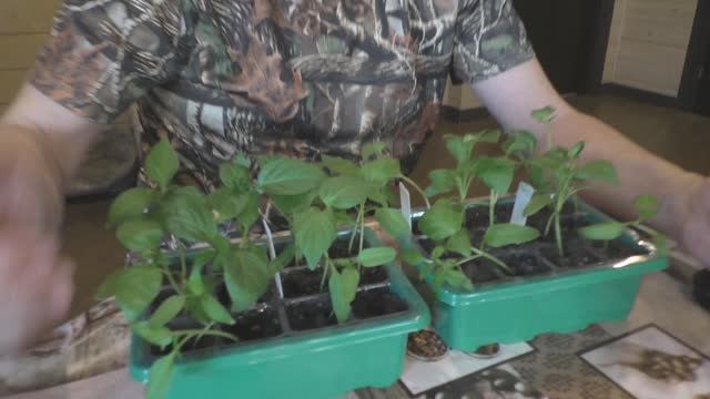 Мини-парник для выращивания рассады смотреть онлайн