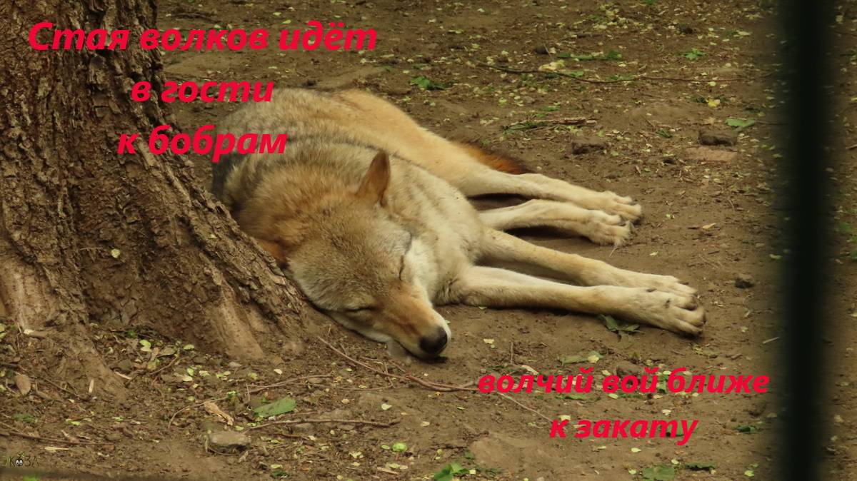 Волки идут в гости к бобрам. Вой волков на закате. Ростовская область, северо-запад, 09.11.24 смотреть онлайн