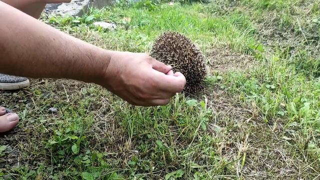 Гуляем в лесу.Купаемся.Нашли ёжика смотреть онлайн