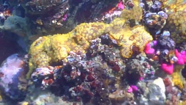 My favorite Reef area смотреть онлайн