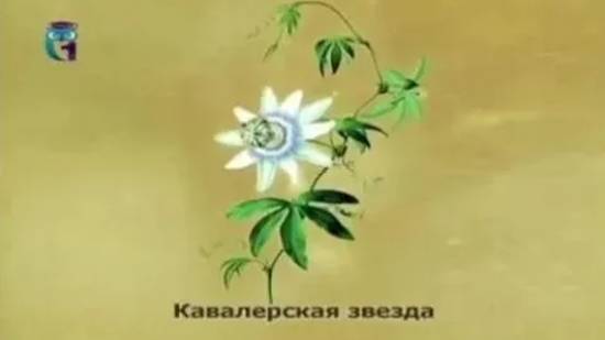 Кавалерская звезда (Пассифлора) смотреть онлайн
