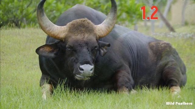 Tiger VS Gaur - Bengal Tiger VS Indian Gaur Who Would Win The Fight