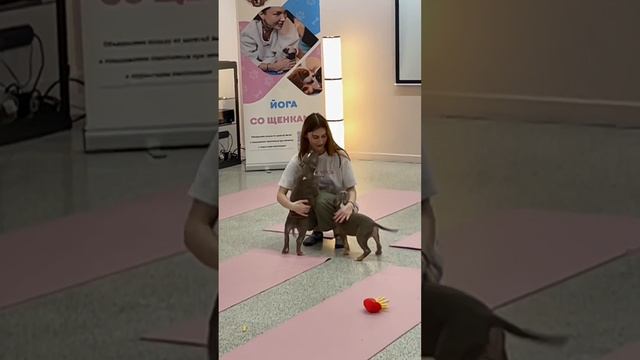 10.11.2024 Puppy Yoga Moscow смотреть онлайн