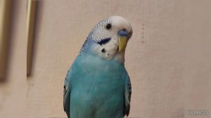 Видео клип с попугаем Тошей! ( Попугай Тоша)