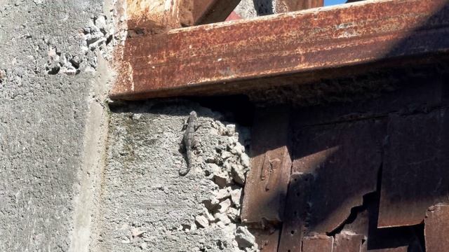 Геккон просыпается смотреть онлайн