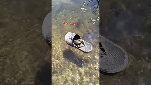 Видео не мое!! #видеонемоё смотреть онлайн