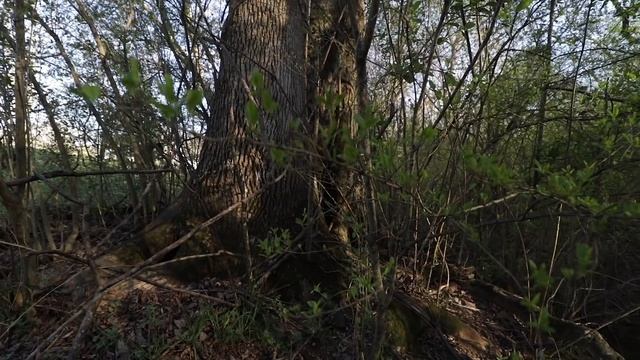 Morel Mushroom Hunting Georgia 2019 - Habitat and Trees to look for смотреть онлайн