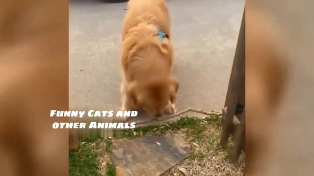 СМЕШНЫЕ ЖИВОТНЫЕ😂 ТЕСТ НА ПСИХИКУ ЧЕЛЛЕНДЖ 😂 FUNNY ANIMALS PASS THE PSYCHE TEST CHALLENG смотреть онлайн
