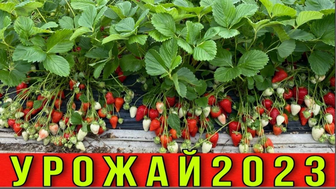 Запредельный урожай клубники 2023-Вы такого ещё не видели ❗️❗️❗️ смотреть онлайн