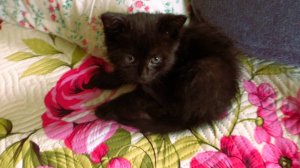 Кис, кис, кис, киса, киса-кисуня