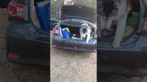 Внутрибагаженный хасочный лизинг