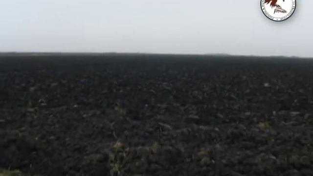 Hunting Serbia - Hare hunting in Vojvodina | Lov zeca Banat - Vojvodina | Caccia al coniglio смотреть онлайн