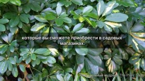 Секреты ухода за шеффлерой: как вырастить здоровое растение!