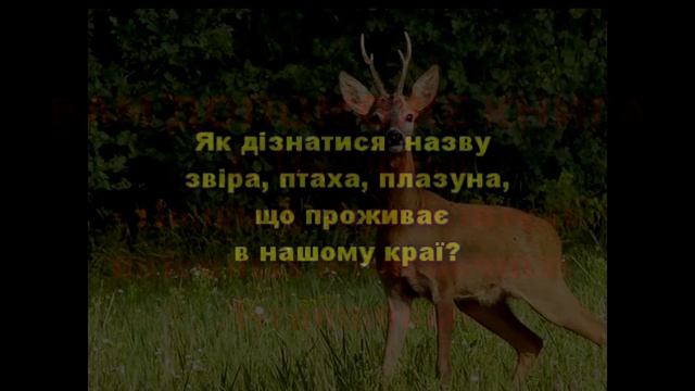 Полевой определитель наземных позвоночных Луганщины смотреть онлайн