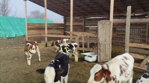 Подсосное содержание телят. 4 под одну корову. Моё впечатление!