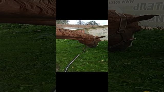 VID_20210809_141524 смотреть онлайн