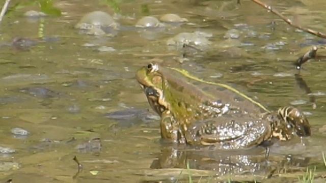 FROGS IN MOSCOW LANDSCAPE PARK. ЛЯГУШКИ В ЛАНДШАФТНОМ ПАРКЕ. #москва #лягушки #moscow #frog #park смотреть онлайн