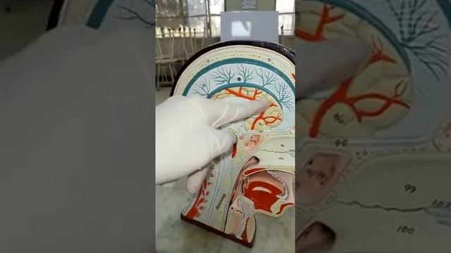 Mouth and pharynx , Brain Ospe смотреть онлайн