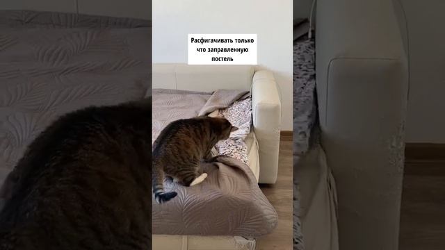 Кот Ральф выполняет свои кошачьи обязанности смотреть онлайн