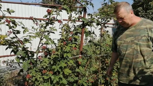 Ежевика Садовая/Летняя Обрезка/Формирование Куста Ежевики на Урожай/Подрезка Молодых Побегов/(0+) смотреть онлайн