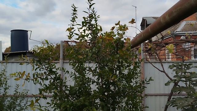 Выращивание граната в Краснодарском Крае,вот такой не большой урожай у меня.2024г. смотреть онлайн