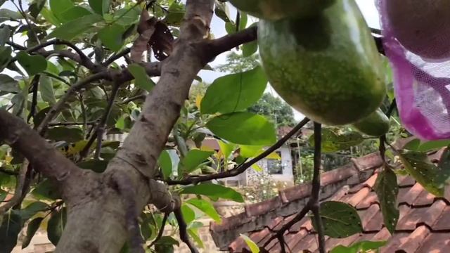 Alpukat mentega super jumbo || suju avo смотреть онлайн
