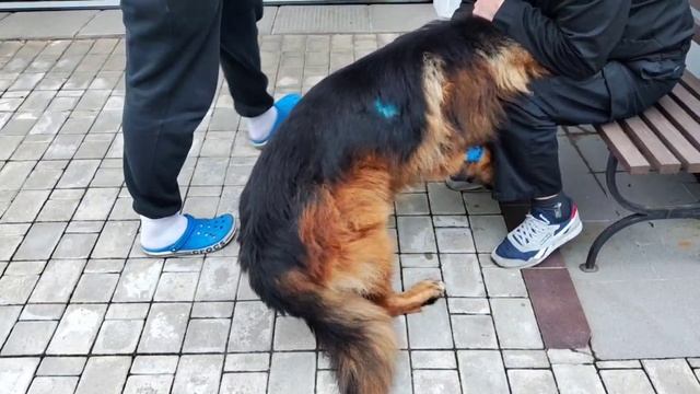 Выезд ветеринара на дом