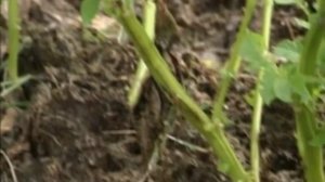 Защита картофеля от фитофтороза