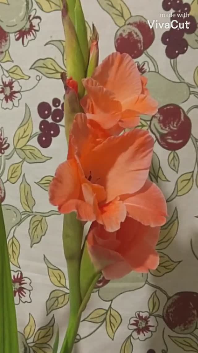 VivaCut_video_1634514574051_HD смотреть онлайн