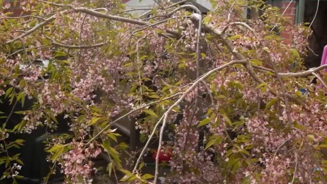 Venus in Flares by Half Man Half Biscuit - Garden Grows 2010 смотреть онлайн