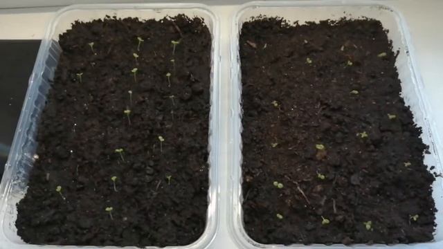 Посадка Петунии в Феврале(99,9% всхожести) Часть 2/Появились Всходы/Срочно Делаем Так!!!/(0+) смотреть онлайн