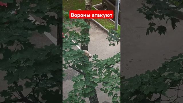 Вороны атакуют.... смотреть онлайн