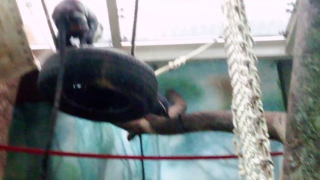 Московский зоопарк. Мартышка Диана.