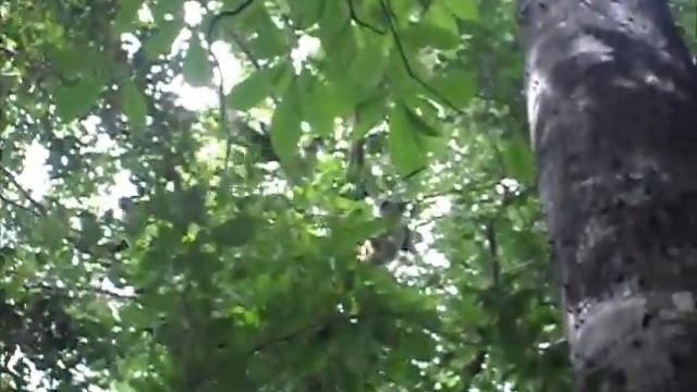 XANFARI- Vistamiento de Primates (Ciudad del Carmen) смотреть онлайн