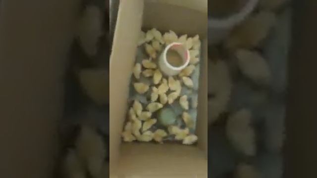 Қоянқұстағы Жібек ханым менен жұмыртқа алып, балапандар шықты. Берекелі болсын.. 🤲🤲🤲🤲🤲🤲🤲🤲🤲🤲🤲 смотреть онлайн