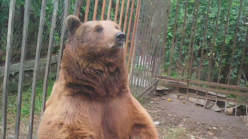 35. Снова на зиму в Абхазию. День 35, 10.11.2024. Памятник воинам миноносцам. Медведь Потапыч. смотреть онлайн