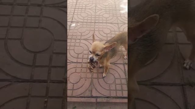 Это моя кость