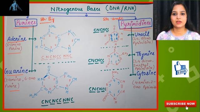 NITROGENOUS BASES STRUCTURE | PART-1 | PURINES | ADENINE | GUANINE | SHORTCUT TRICKS смотреть онлайн