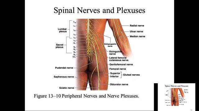 Spinal Nerve Roots and Plexus смотреть онлайн